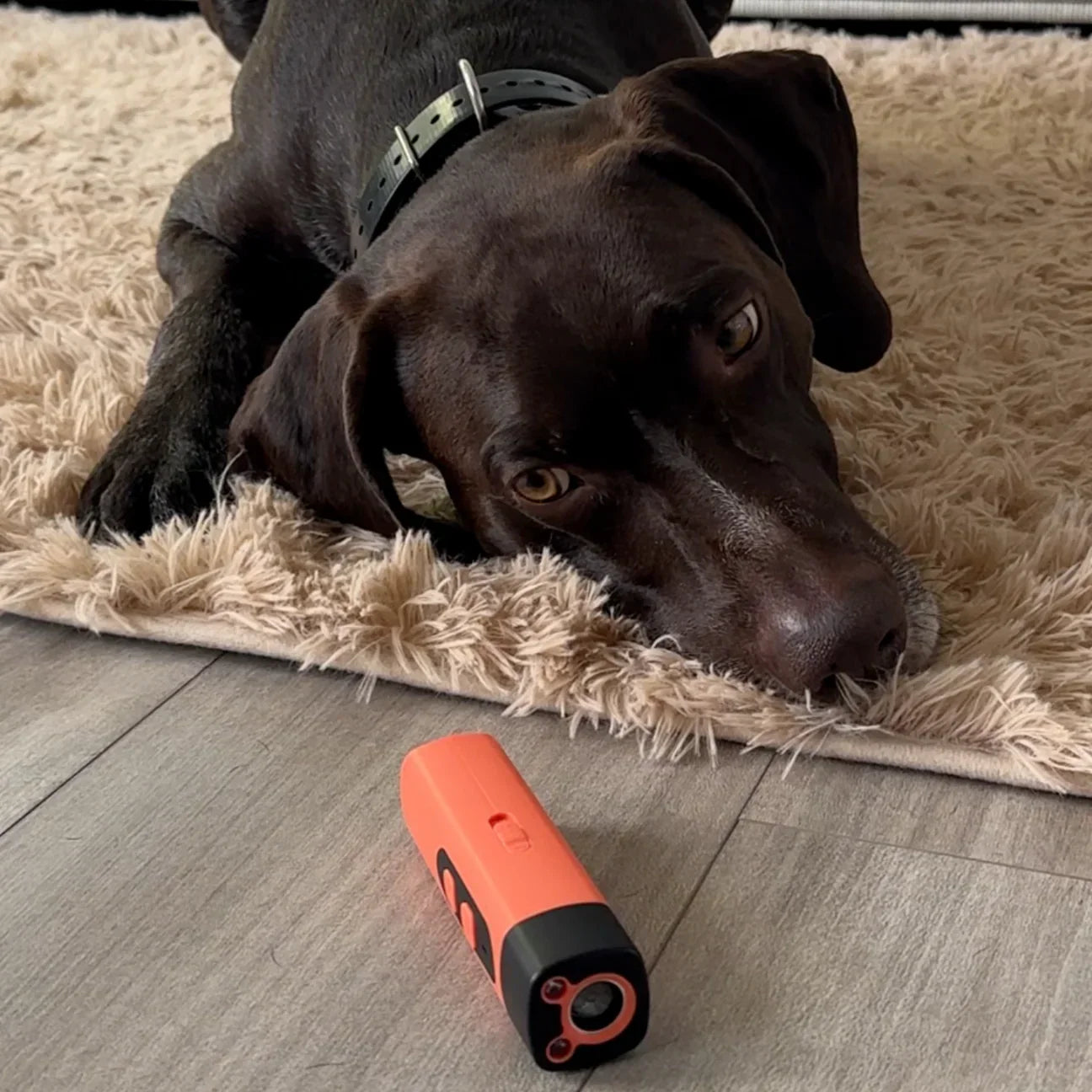 LydLyn | Beenden Sie das Bellen Ihres Hundes mit einem Klick